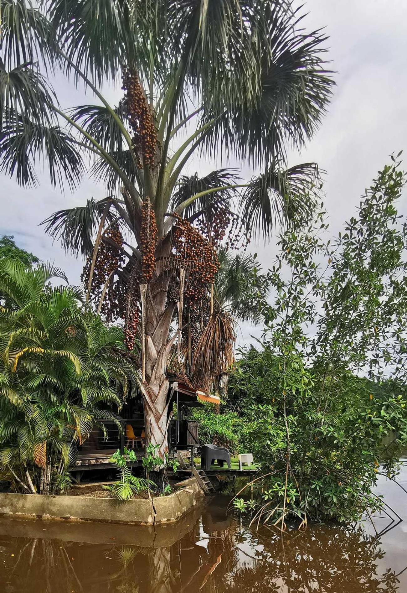 Habitation Rour'Attitude Villa Roura Ngoại thất bức ảnh